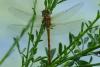 Sympetrum striolatum